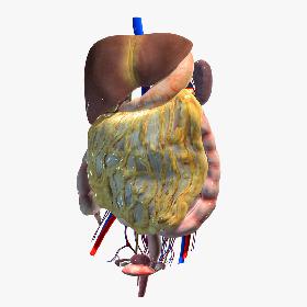 Abdominal Organs
